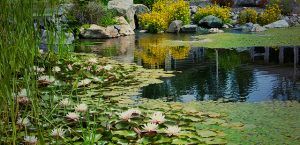 lily pads on pond with large rocks
